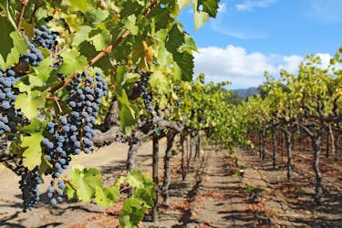 Half-day wine country tour from San Francisco